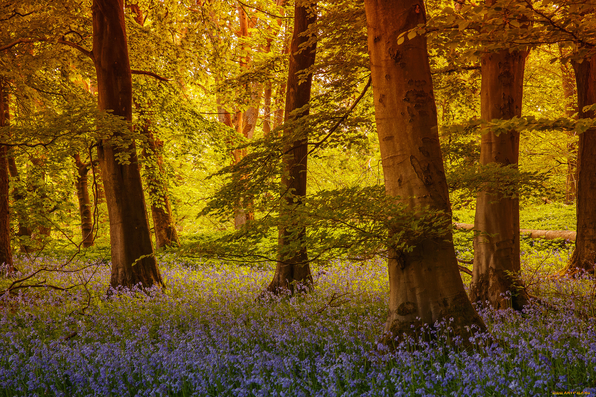 grass, wood, grassington, north, yorkshire, england, , , , , , , , 